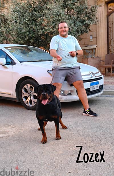 Rottweiler