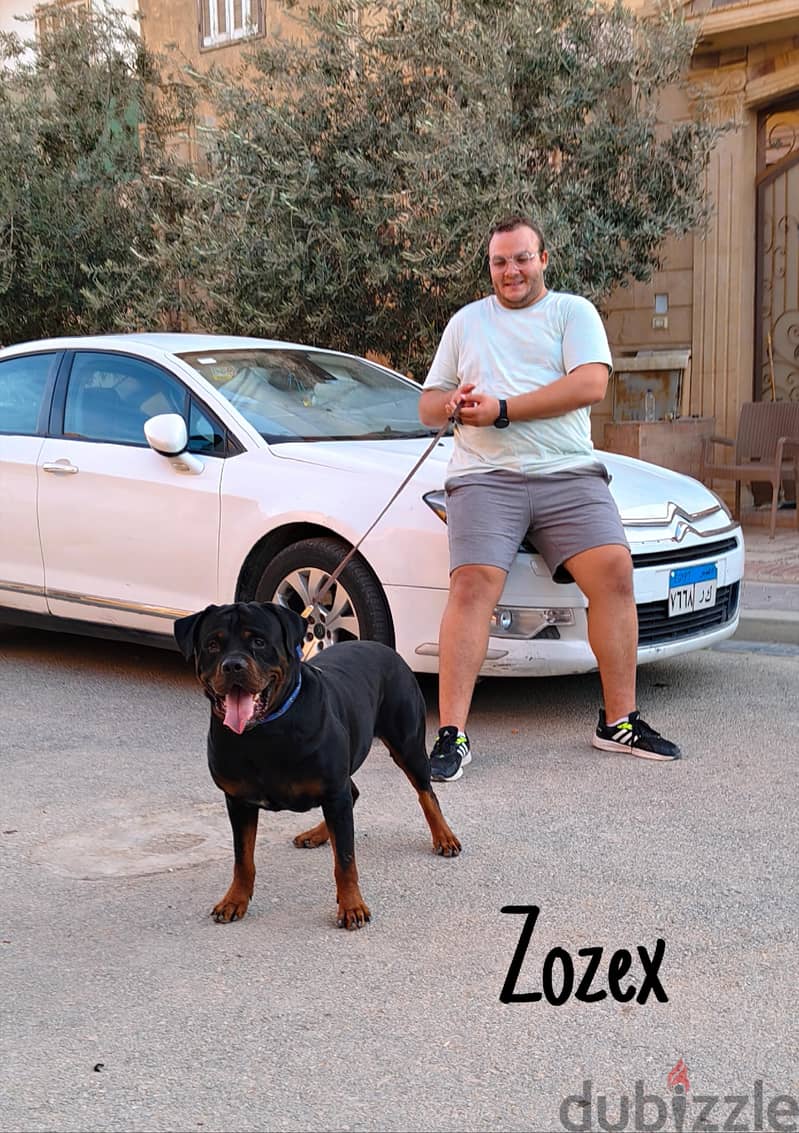 Rottweiler 1