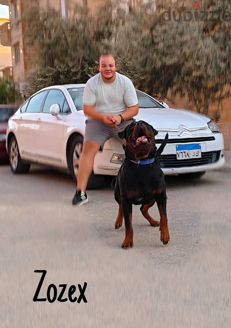 Rottweiler 2