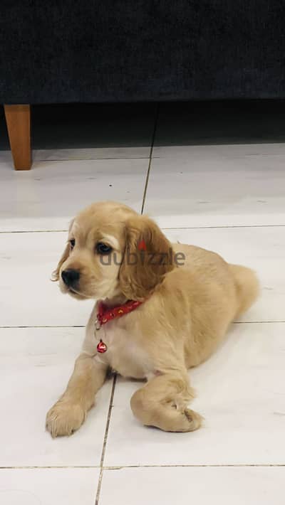 Cocker Spaniel female 53 days