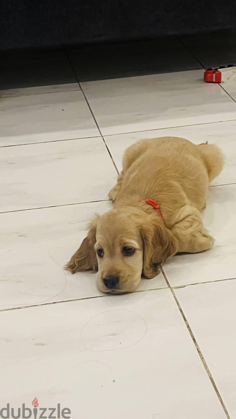 Cocker Spaniel female 53 days 1