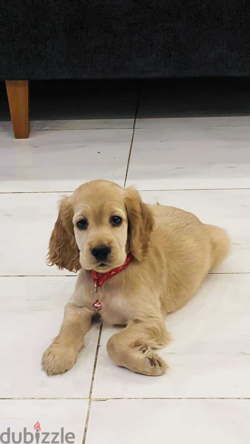 Cocker Spaniel female 53 days 2