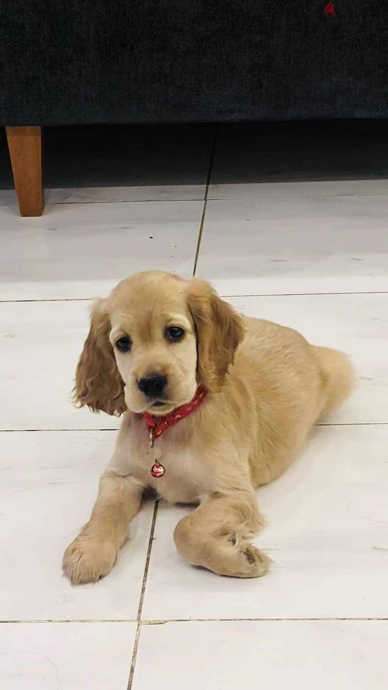 Cocker Spaniel female 53 days 3