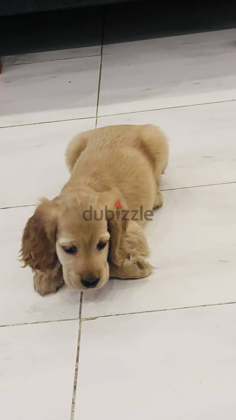 Cocker Spaniel female 53 days 4