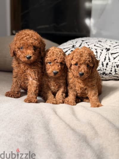 Poodle puppy toy poodle toypoodle بول تويبودل