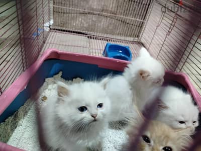 قطط صغيره