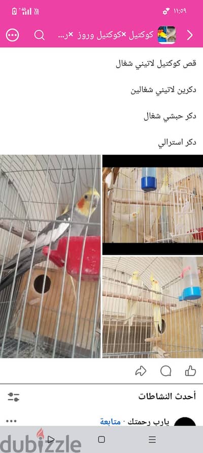 مجموعه كوكتيل