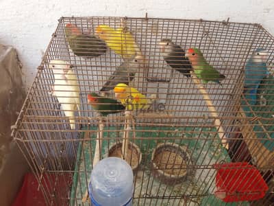 عصافير روز للبيع