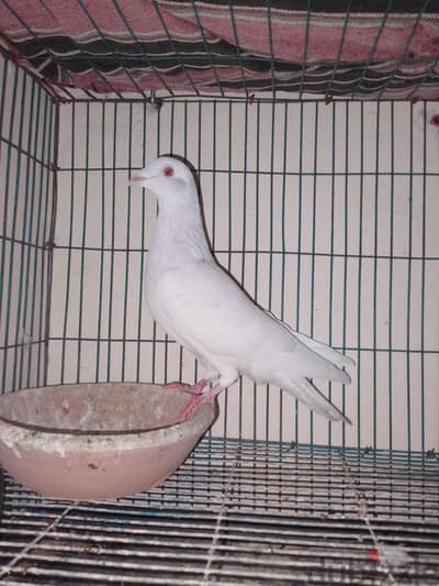 شباب حمام