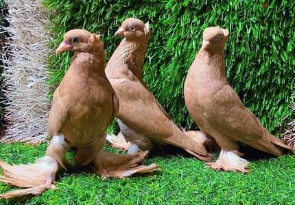 قصوص من الحلويات