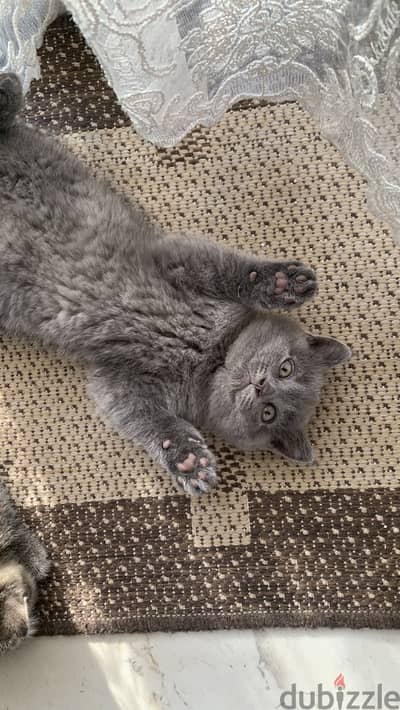 قط بريتش شورت هير British Shorthair kitten