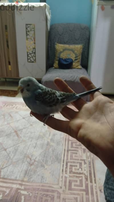 عمار ياسر