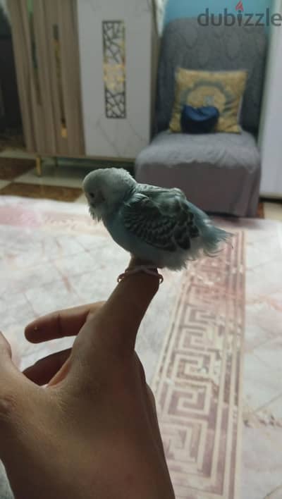 عمار ياسر