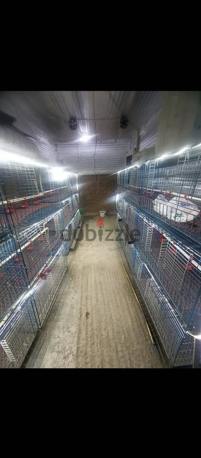 بطاريات فراخ 3دور بجميع مشتملاتها