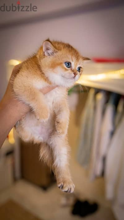 British pure kitty