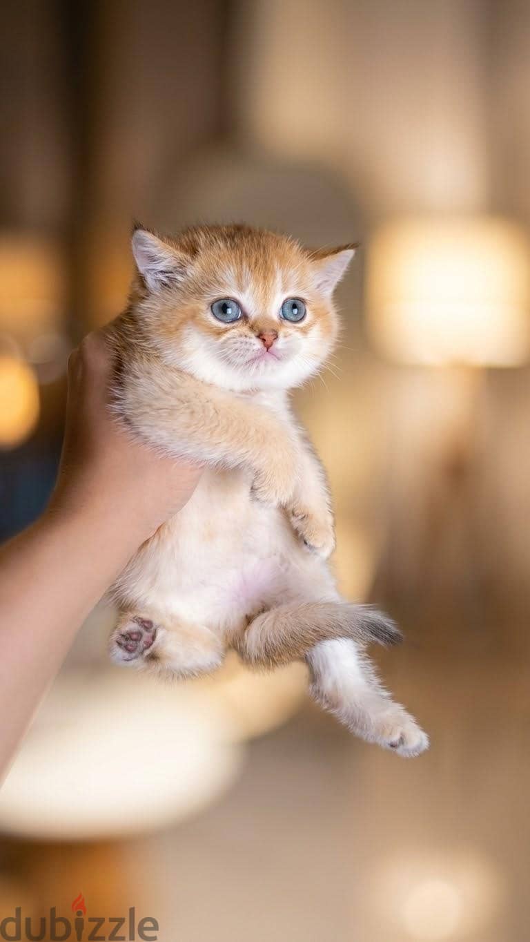 British pure kitty 1
