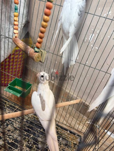 شابين بصمات و دكر اللبينو هادئ شغال