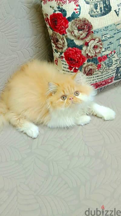 للبيع ذكر بيرشن