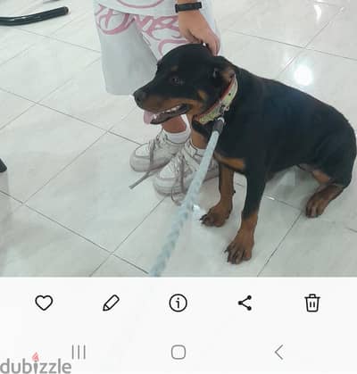 كلب روت للبيع
