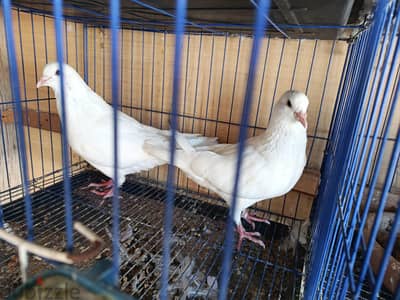 حمام لاحم فرنساوى