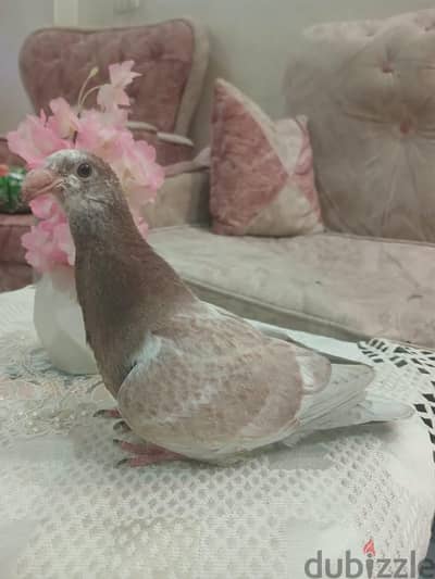 زغلول