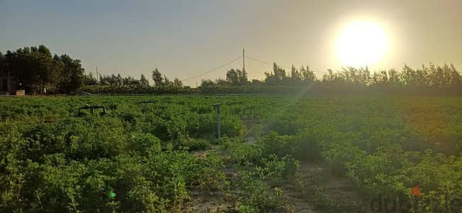 ٥ فدان لقطه للبيع