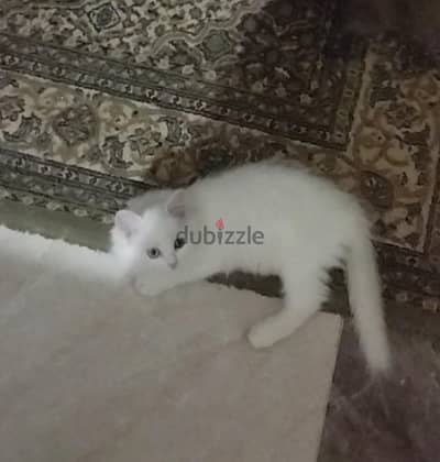 قطط شيراز