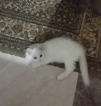 قطط شيراز