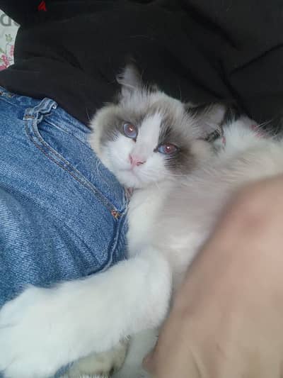 Ragdoll male for mating ولد راغدول للتزاوج