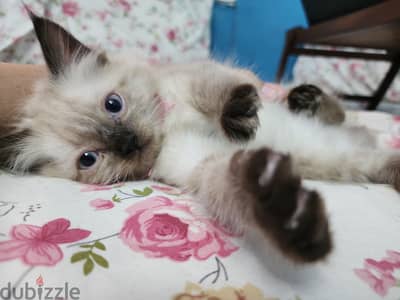 Female Ragdoll راغدول
