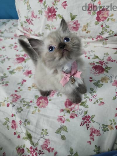 Female Ragdoll راغدول