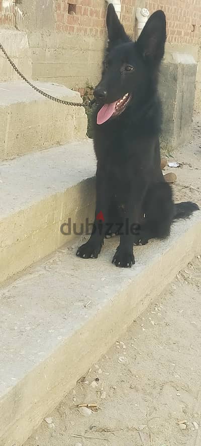 كلب زويال بلاك متطعم