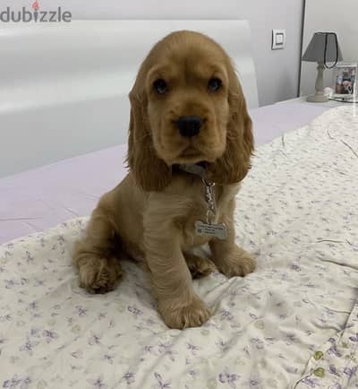 cocker 45 days