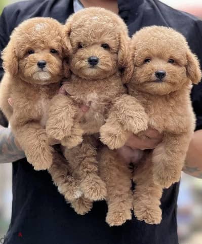 Maltipoo puppy 45 days