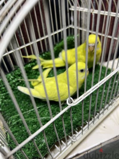 زغاليل