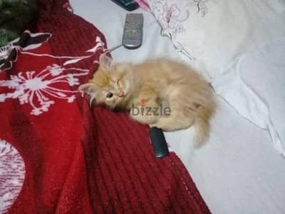 قط شيرازى  مولود بعين واحده للتبنى