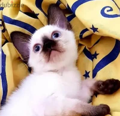 Siamese kitten سيامى سيامي كيتن Fluffy