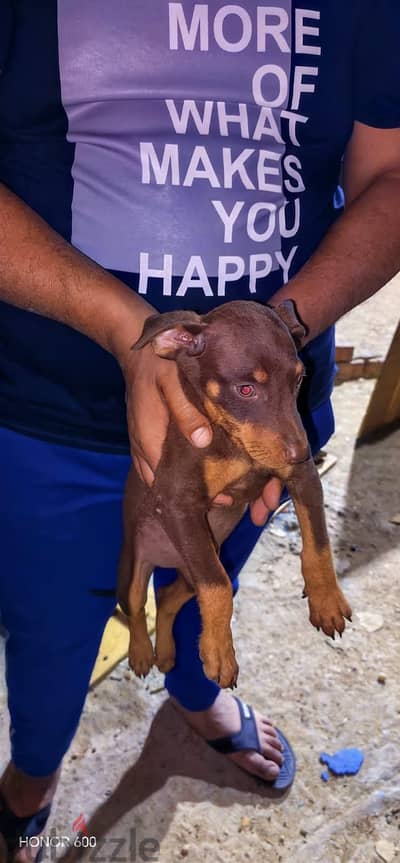 Doberman puppies for sale