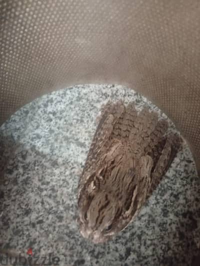 طائر السبد المصري