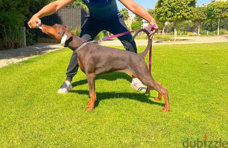 Available  champion bloodline doberman 6 MONTHS OLD.