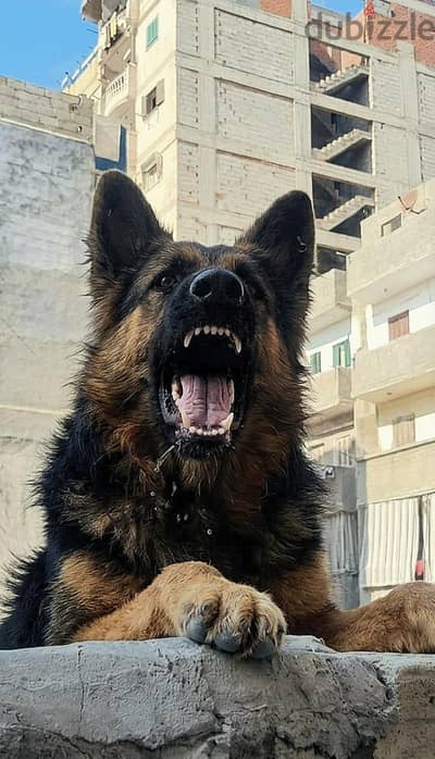 جيرمن