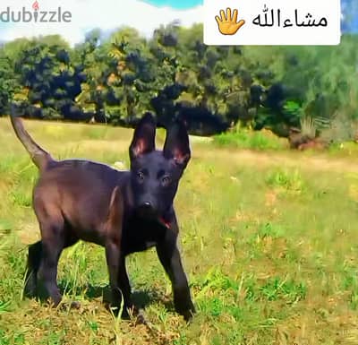 نتايه ما شاء الله عليها ربنا يبارك لصاحب النصيب عمرها شهرين ونص ومع