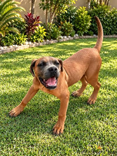 Cane corso