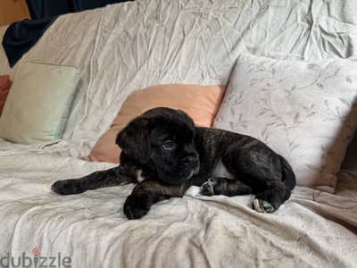 cane corso