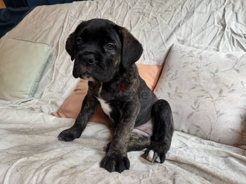 cane corso 1