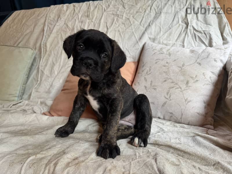 cane corso 2