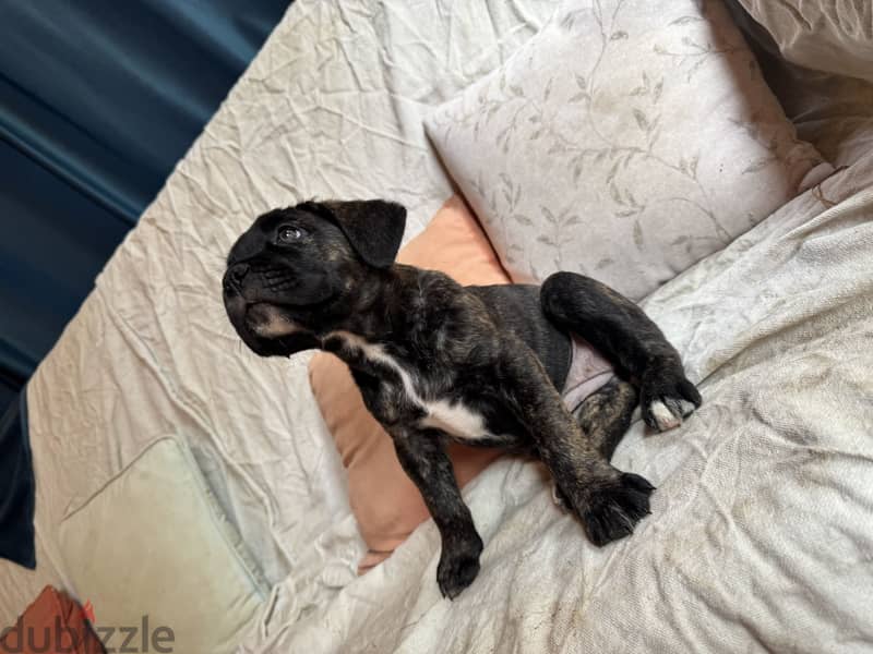 cane corso 3