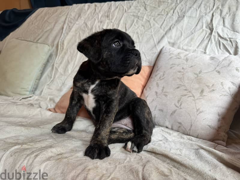 cane corso 4