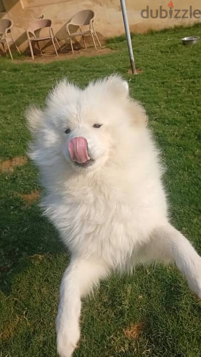 Pure Samoyed كلب سامويد بيور