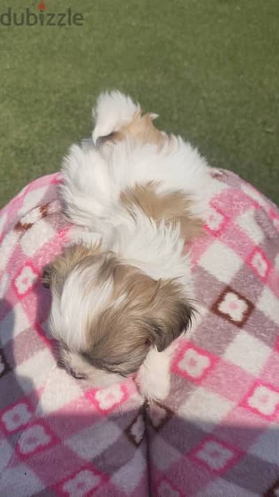 Shih tzu puppy with the top quality _ ميني شيتزو مستوى نقي جدا متطعم
